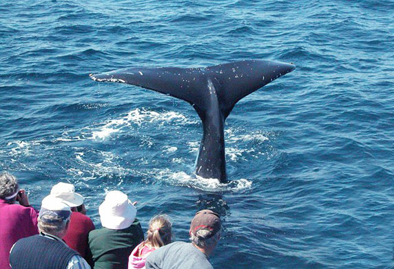 Narooma Whale Watching 